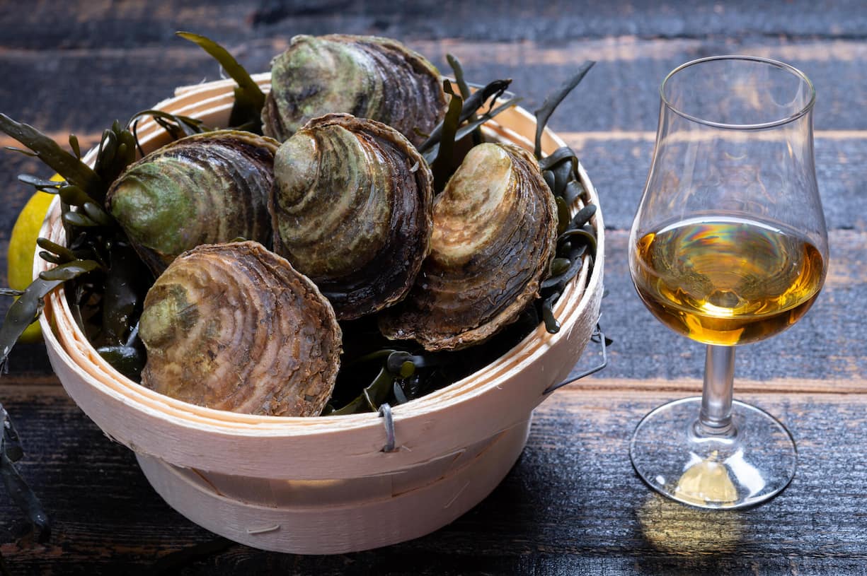 <p>Food and drink pairing, Fresh raw European flat oysters grown in Brittany in Belon river, France, close up and scotch single malt whisky from Islay island, Scotland</p>
