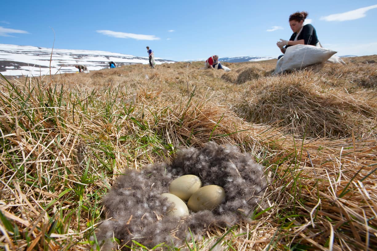 Common eider duck (Somateria mollissima)  nest containing three eggs with people collecting down feathers, Aedey Island, Iceland, June 2007.
