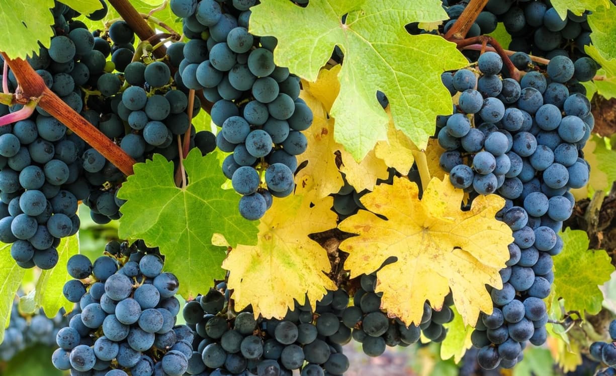 <p>Dass Cabernet Franc (im Bild) und Cabernet Sauvignon eine Vater-Sohn-Beziehung haben, zeigt schon die Form der Blätter.</p>