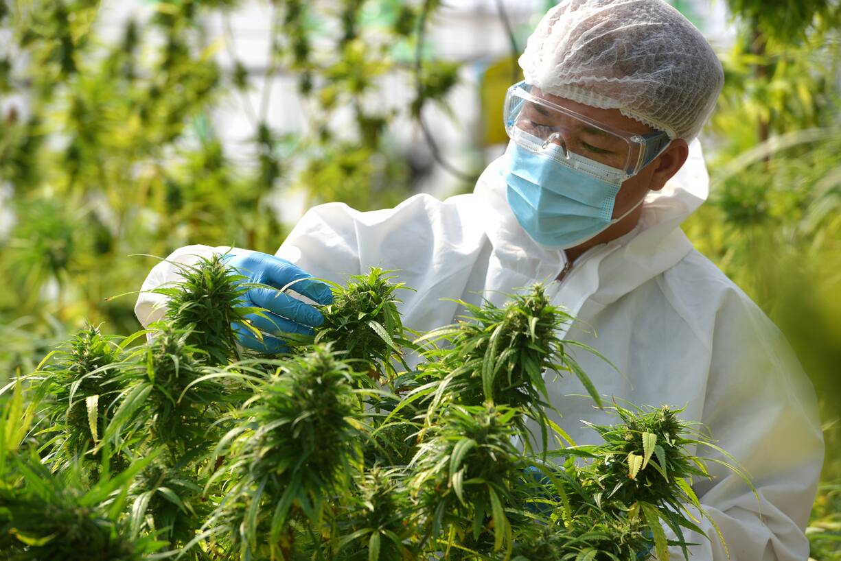 Cannabis: Ein Thema, das ordentlich danebenging. Die Legalisierung verläuft zögerlicher als gedacht. Zudem kann das Kraut günstig angebaut werden. Der HANetf verlor auf Drei-Jahres-Sicht fast die Hälfte seines Werts.