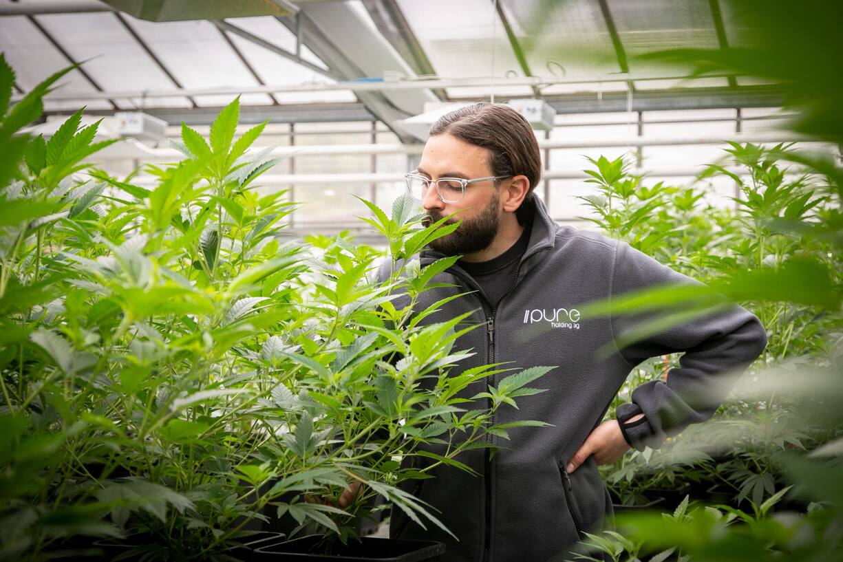 amtlichbewilligtDie Firma Pure Production gehört zu den Produzenten von Bio-Cannabis für die Studien verschiedener Kantone und Städte.