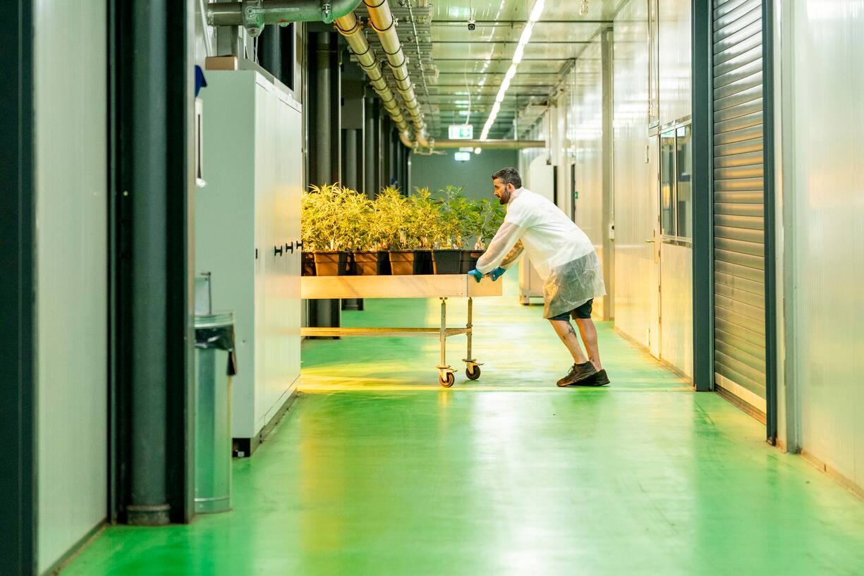 Effiziente­Indoor-ZuchtBis zu 80 Ernten pro Jahr sind durch die Kultivierung mit künstlichem Licht möglich.