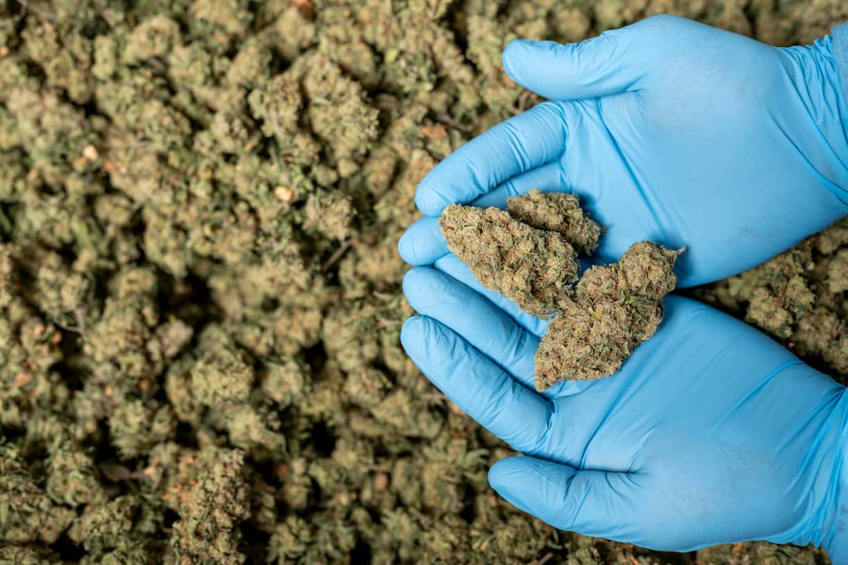 ernte für deutsche apothekenIm Juni produzierte das Unternehmen sein erstes medizinisches THC-Cannabis für den deutschen Markt.