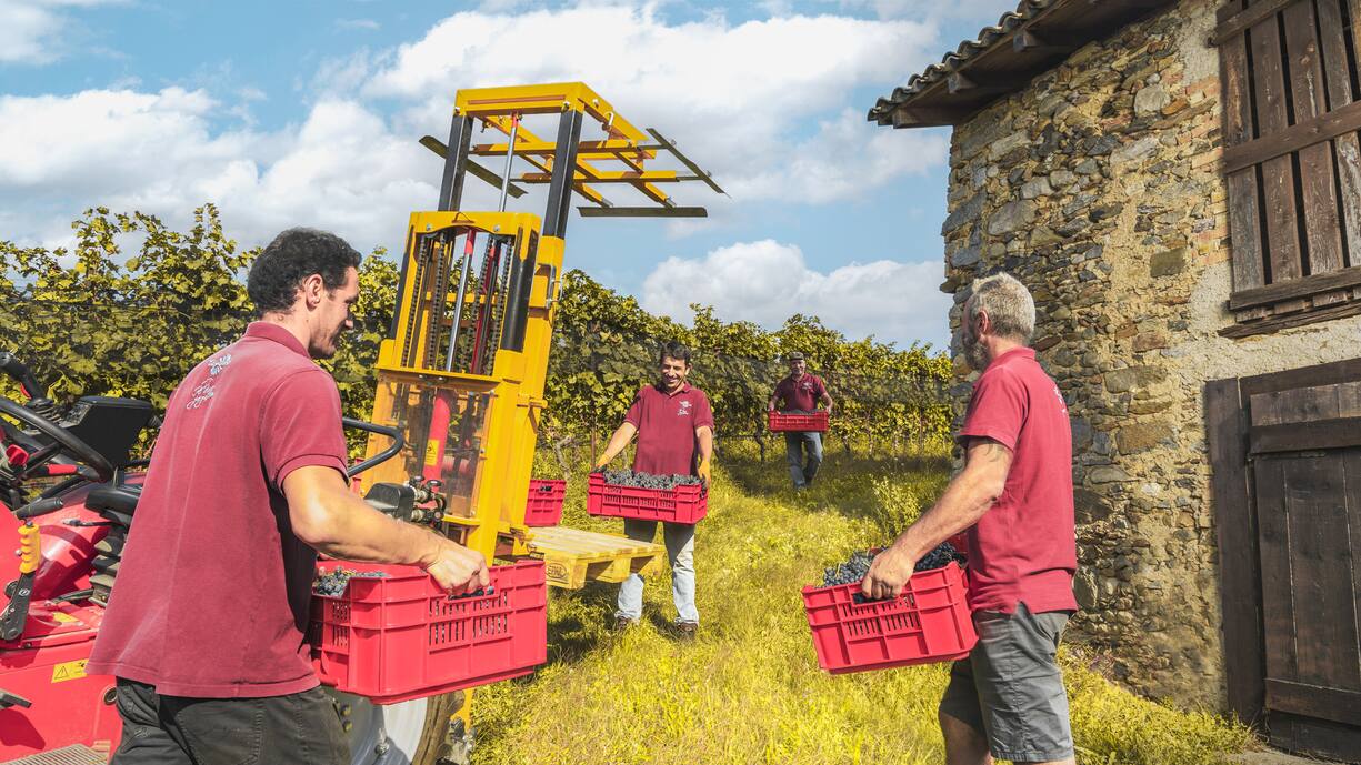 Das Tamborini-Team bei der Traubenlese.