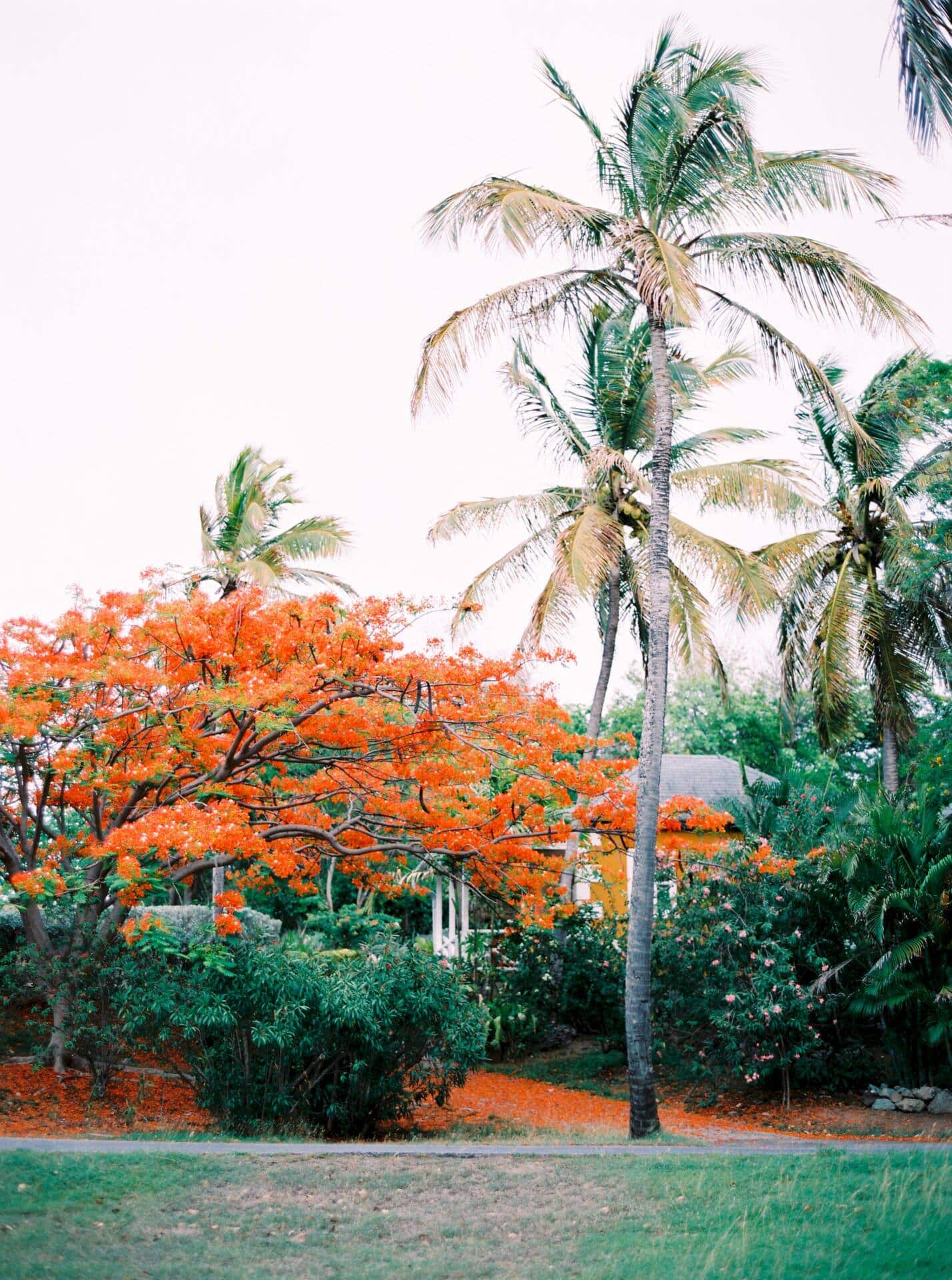 Flammenbäume, Kokospalmen und tropische Vegetation prägen das Bild der Insel.