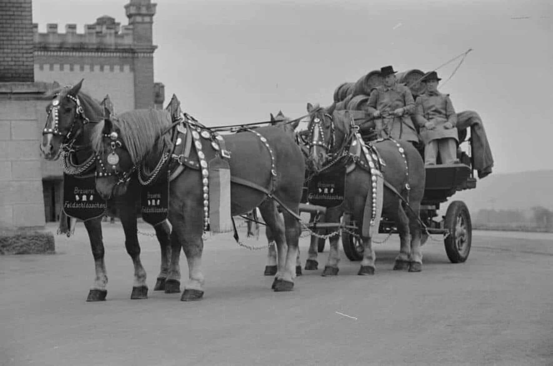 Die Brauereipferde wurden nach der Gründung von Feldschlösschen 1876 für den Biertransport genutzt.