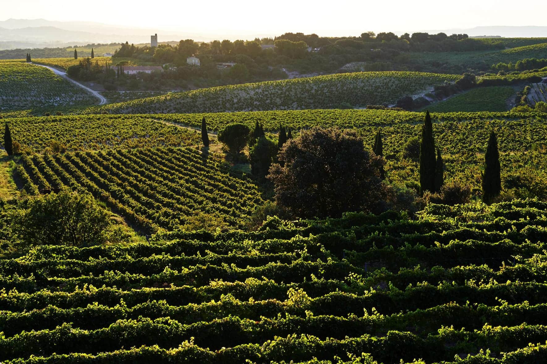 Rebberge in Châteauneuf-du-Pape. 13 Rebsorten sind für den berühmten Rotwein zugelassen.