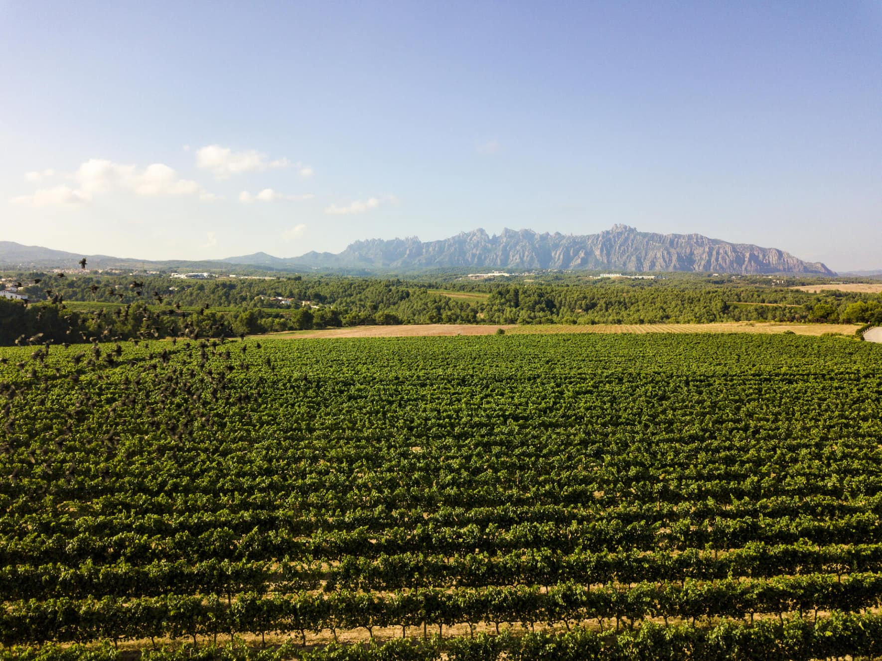 Weinbau findet in Katalonien vom Meer bis zu den Bergen statt.