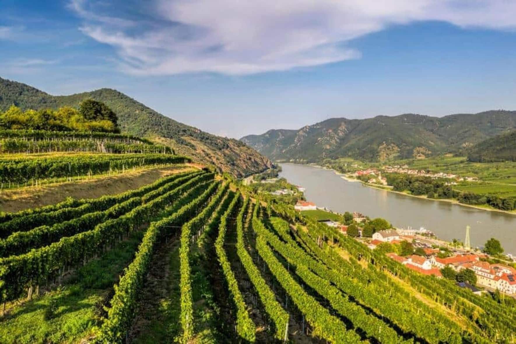 Die Wachau mit den steilen Rebterrassen über der Donau ist eines der besten Anbaugebiete für Grünen Veltliner in Österreich.