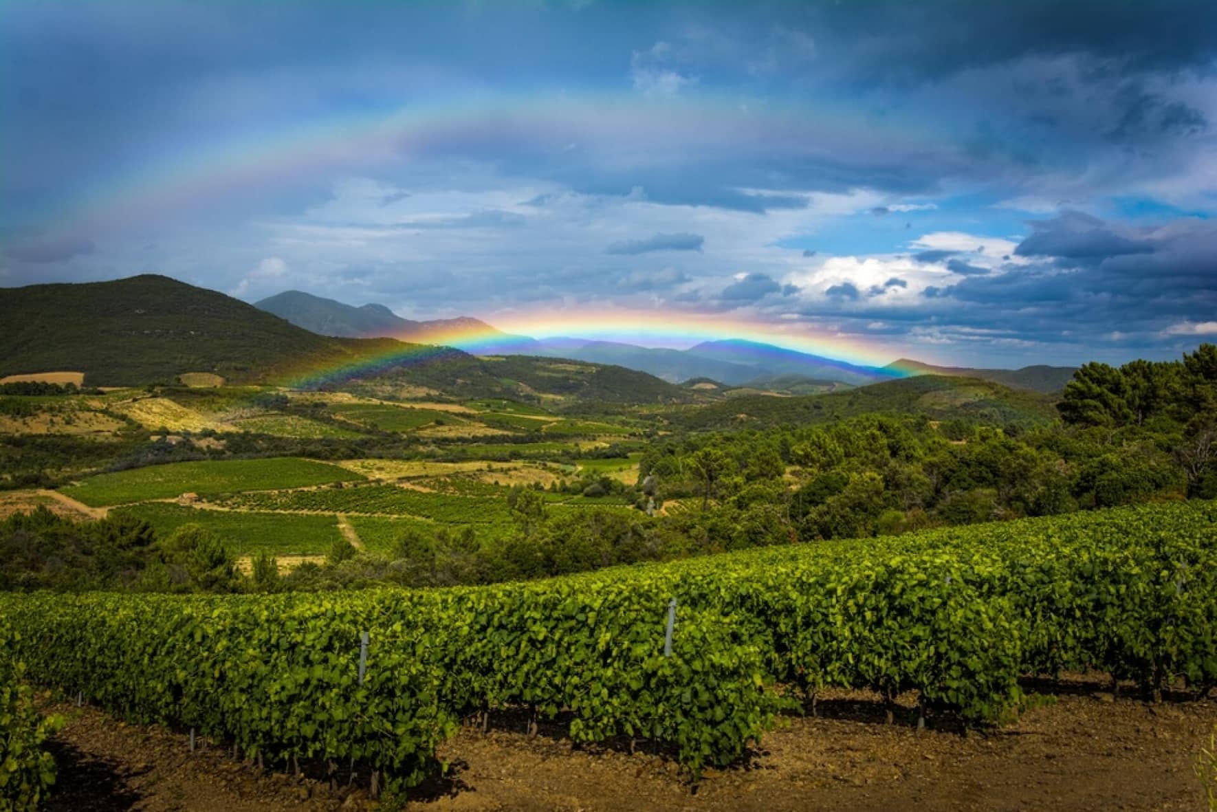 Aus dem Languedoc stammt einer von Commissaire Dupins liebsten Weinen: ein kraftvoller Rotwein, der nach Garrigue duftet.