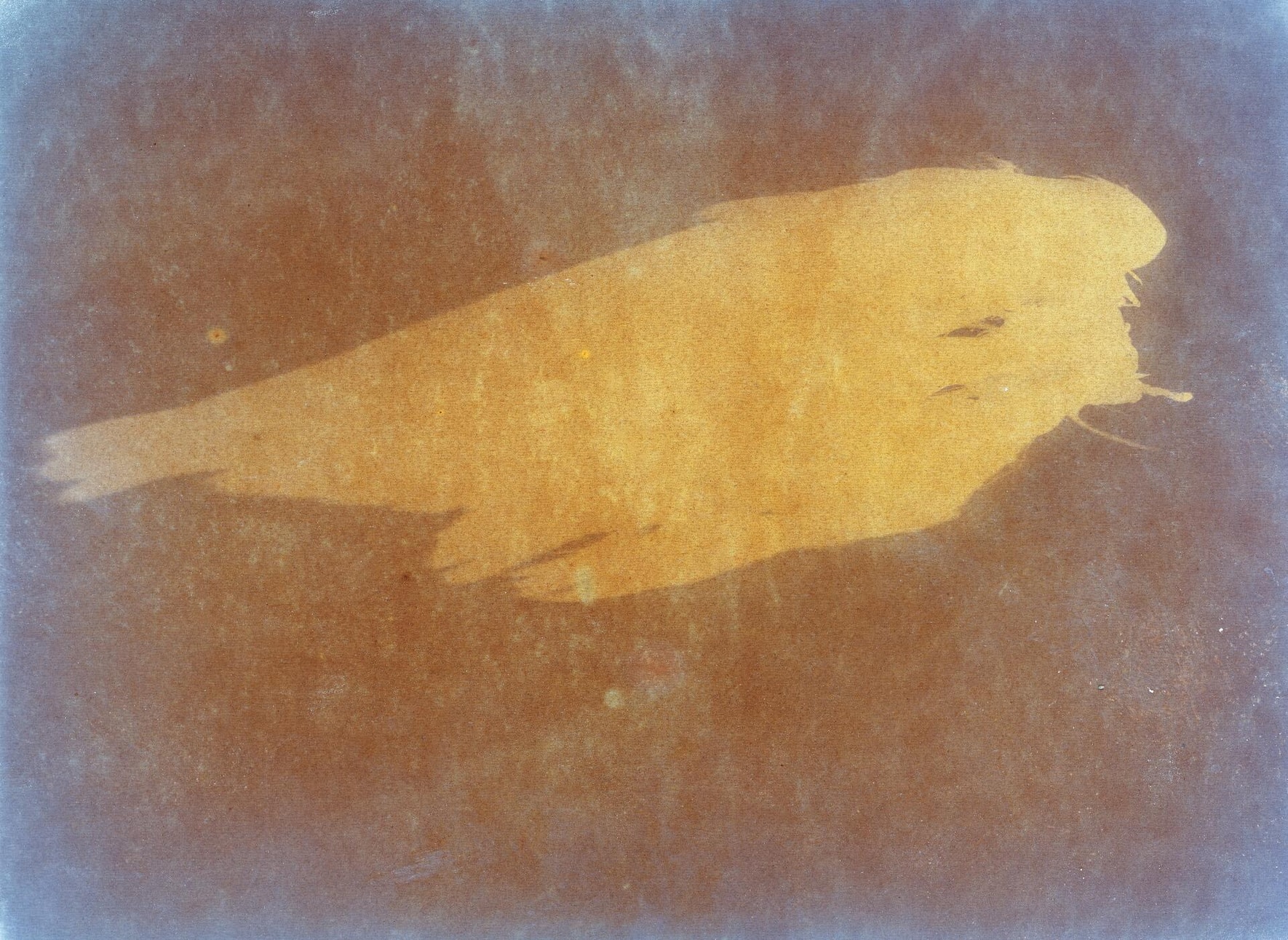 Ester Vonplon, aus der Serie «Flügelschlag», 2020–2025, Fotogramm auf Cellofixpapier (datiert 1907).