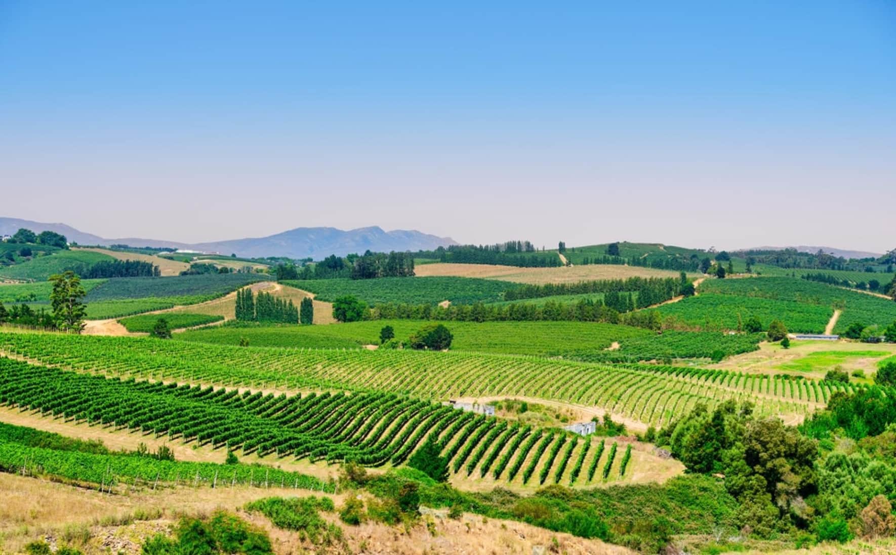 Die Weinregion Elgin am West Kap gehört zu den Cool-Climate-Zonen in Südafrika und ist bekannt für Chenin blanc mit einer feinen Zitrusnote.