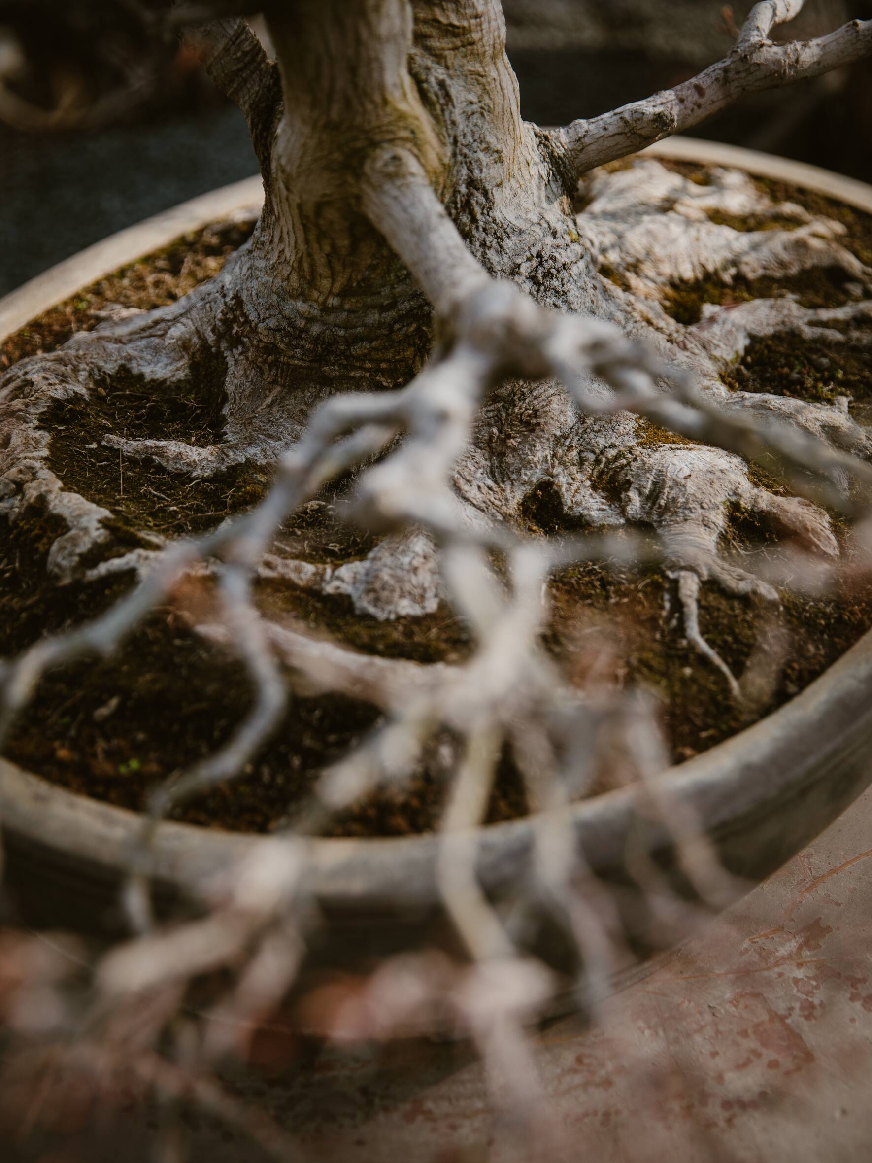 BONSAI & Porrtrait von Johannes Zulauf
