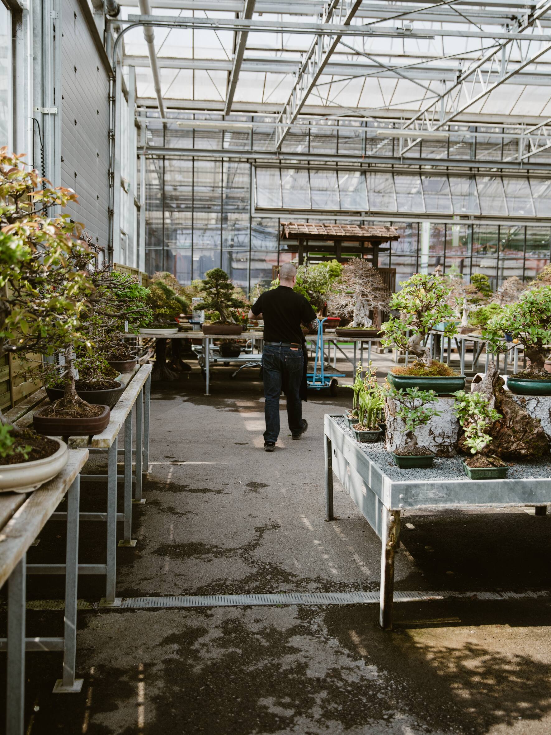 BONSAI & Porrtrait von Johannes Zulauf