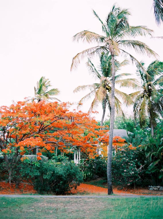 Flammenbäume, Kokospalmen und tropische Vegetation prägen das Bild der Insel.