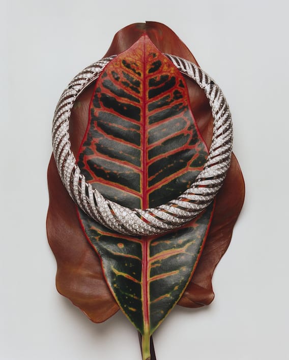 Bolero_Leaves_02.tif
