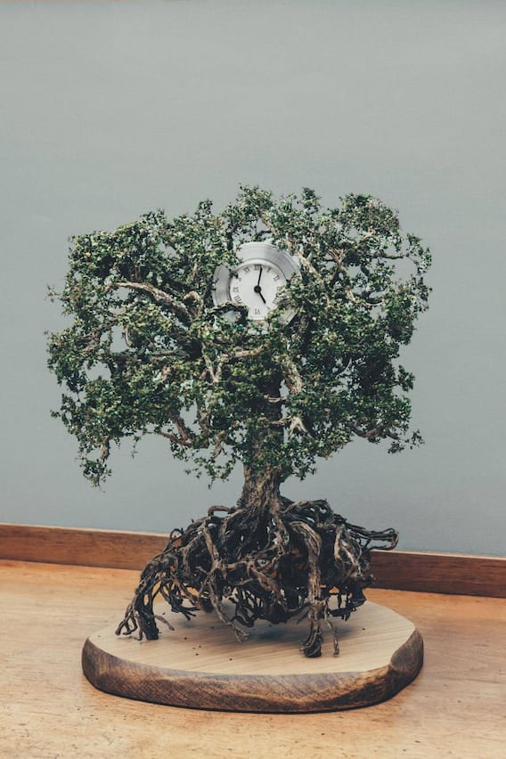 «Tree»