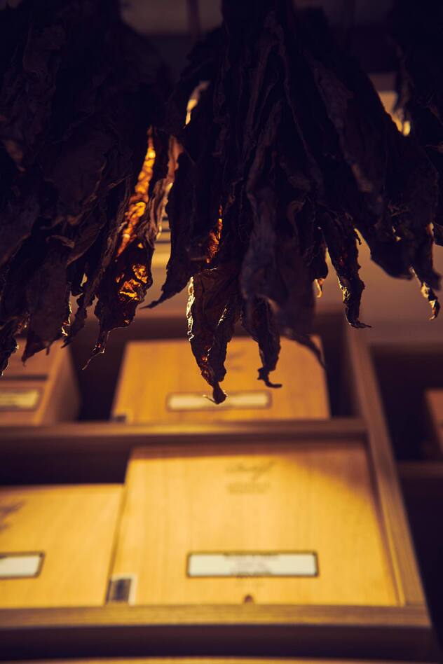 2600 Tonnen ­Tabakblätter hat Davidoff auf ­Lager, teils 15 Jahre und älter.