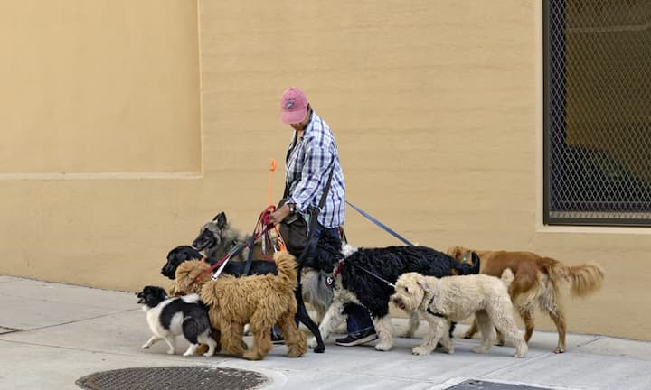 Hundesitter – für eine Handvoll Dollars: New York. Brooklyn Ein Hundesitter unterwegs, ein Gelegenheitsjob mit achtfacher Verantwortung. Die Frau führt als Rudelführerin nicht immer handzahme Beutegreifer in einer Stadt spazieren, die rein rechnerisch pro Jahr 40 Millionen Pfund Hundekot einsammeln muss und seit 1978 jede vernachlässigte Liegenschaft mit bis zu 350 Dollar Strafe plus 48 Stunden Sozialarbeit bestraft.
Antje Rugullis, Hilden, Deutschland