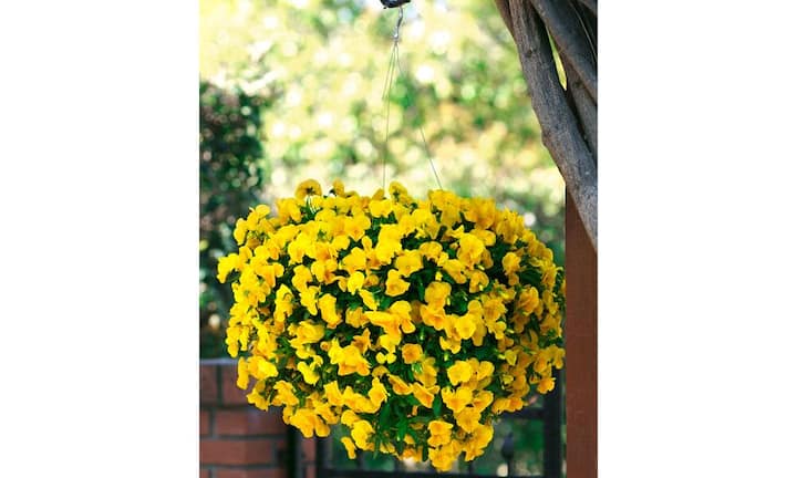 Je länger der Sommer dauert, desto üppiger verweben sich Farben und Texturen ineinander.