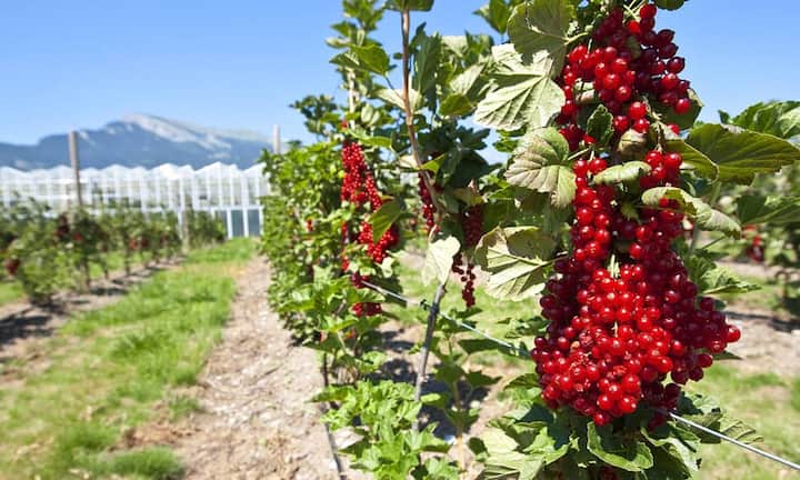 Platz 10: Rote Johannisbeere
100 Gramm rote Johannisbeeren haben 36 Milligramm Vitamin C. Die kleinen roten, eher säuerlichen kleinen Kügelchen enthalten viele Ballaststoffe und verhindern sie Cholesterinablagerungen in den Arterien und schützen somit vor Herzinfarkt und Bluthochdruck. (Bild: Keystone)