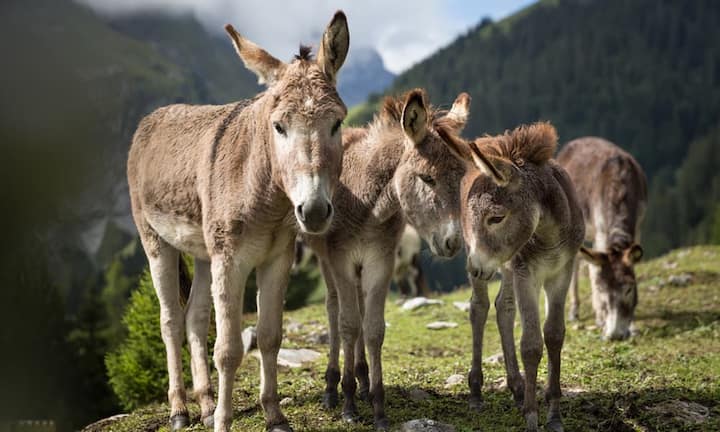 Käse ist ebenfalls mit auf der Liste. Am teuersten ist der serbische Esel-Käse Pule, für ein Kilo werden fast 1000 Franken bezahlt. Elch-Feta aus Schweden ist mit 550 Franken nicht ganz so teuer.