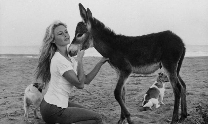 Der Männertraum schlechthin. Die Französin Brigitte Bardot war die blonde Lolita mit trotzigem Schmollmund. Heute ist sie vor allem für ihre Tierschützer-Aktionen und ihren fragwürdigen politischen Positionen bekannt.
