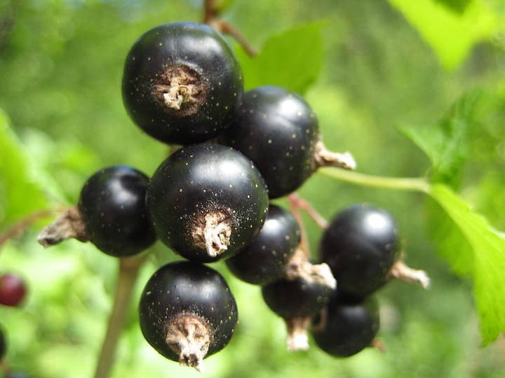 Platz 3: Schwarze Johannisbeere
Dreimal mehr Vitamin C als in der selben Menge Erdbeeren, befinden sich in 100 Gramm schwarzen Johannisbeeren: 177 Milligramm. Die Beere ist bekannt dafür  freie Radikale zu bekämpfen und gilt als krebshemmend und gefässschützend. (Bild: Aconcagua/Wikimedia/CC)