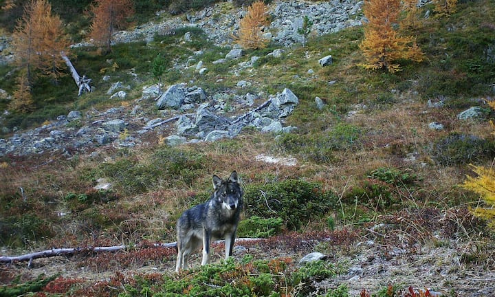 In einem abgelegenen Teil des Augstbordgebietes abseits von Siedlungen, Wanderwegen und Infrastrukturen ist es der Gruppe Wolf Schweiz (GWS) gelungen, das dortige Wolfsrudel mehrfach mittels Fotofallen nachzuweisen.