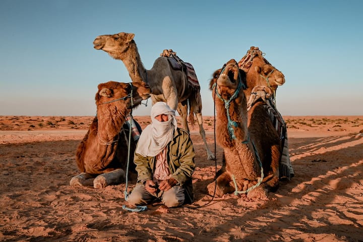 Nur das Kamel meistert alle Sanddünen, in Sachen Gelände­gängigkeit ist es dem Auto haushoch überlegen.