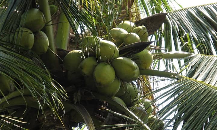 Rang 3: 
Ein Glas Kokoswasser enthält nur 20 kcal. (Bild: Iaminfo/Wikimedia/CC)