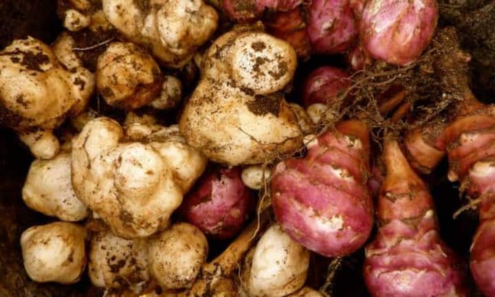 Der Topinambur liegt kurz davor auf Platz 80.