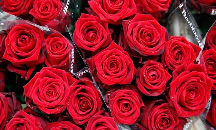 Vor und am Valentinstag werden in der Schweiz rund 4 Millionen Rosen verkauft, davon 60 Prozent rote Rosen.