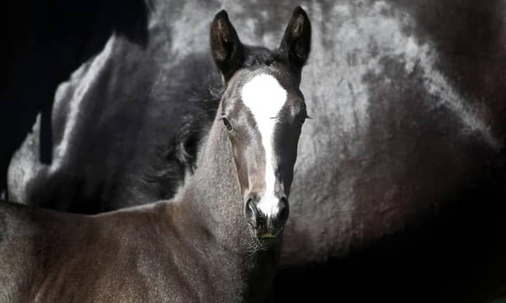 Nach seinem Karriereende soll Totilas nun in der Zucht eingesetzt werden. Laut Besitzer Schockemöhle bekamen bislang mehr als 250 Stuten ein Totilas-Fohlen.Bilder: Keystone