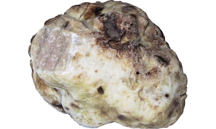 Platz 3: Der Kilopreis des italienischen, weissen Alba-Trüffels schlägt mit 3'000 bis 8'000 Franken zu Buche. (Bild: wikimedia/CC/matthiaskabel)