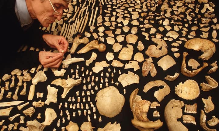 Knochenjob für die WissenschaftFür
den Paläontologen Prof. Jakov Radovčic ist die Frühgeschichte menschlichen Lebens ein Puzzle aus Knochenfunden. Im Naturhistorischen Museum in Krapina bei Zagreb untersucht
er die sterblichen Überreste von 130 000 Jahre alten Neandertalern, deren Knochen 1899 in einer Höhle in Krapina entdeckt wurden. Das Museum ist weltweit eine der bedeutendsten Forschungsstätten für Neandertaler.Thomas Ernsting, laif