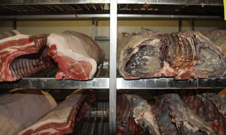 Je nach Grösse und Konsistenz lagern die Stücke zwischen vier und acht Wochen im Kühlraum. In dieser Zeit bildet der Pilz ein weisses Mäntelchen auf der Fleischoberfläche, den Fruchtkörper. Links sieht man hier den Beginn der Reife und rechts ausgereifte Fleischstücke.