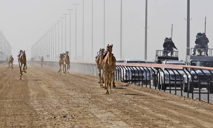 Bei Kamelrennen setzt Dubai nun auf Roboter, statt auf Kinder: Kamelrennen sind in Dubai und anderen arabischen Emiraten ein Millionen-Geschäft. In der Vergangenheit wurden die Kamele häufig von Kindern geritten, da nur sie klein genug waren. Da dies aber zu einem wahren Zustrom an armen Kindern aus Südasien und Afrika geführt hat, setzt Dubai bei den Kamelrennen nun lieber auf Roboter. Die künstlichen Jockeys kosten umgerechnet zwischen 275 und 9000 Euro.