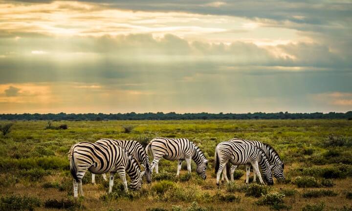 Safari ist nicht gleich Safari - fünf klassische Destinationen im Vergleich: