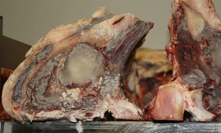 Im Kühlraum durchwächst der Pilz das Fleisch gleichmässig. Das Enzym des Pilzes bewirkt die Geschmacksveränderung und baut die Totenstarre sowie das Kollagen ab, welches das Fleisch zäh macht.