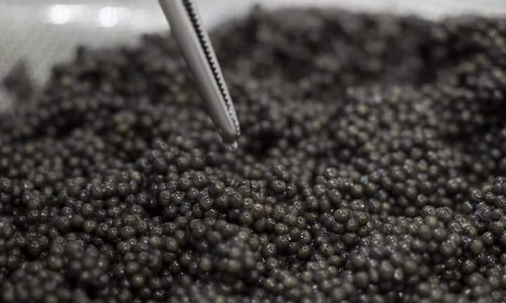 Trotz des stolzen Preises ist der Thunfisch bei weitem nicht das teuerste Lebensmittel. Diese Auszeichnung beansprucht ein anderes Fischprodukt: Der Weissstör-Kaviar* kann pro Kilo bis 70'500 Franken kosten. Die gesuchten gelb-weissen Eier werden von Stören produziert, die unter einer Pigmentstörung leiden und deshalb weiss sind. Mit nur etwa zwölf Kilo ist die Jahresproduktion äusserst klein.* Bild: Kaviar vom Sibirischen Stör aus der Schweiz