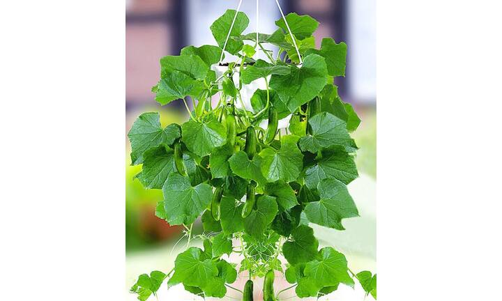 Zur Bepflanzung können aufrechte und hängende Blütenpflanzen verwendet werden, die entweder Farbharmonien oder spannende Kontraste bilden.