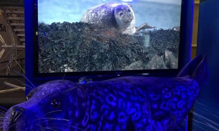 Tierisches aus Schottland: Die University of Scotland hat mit Vodafone Tracker entwickelt, die halb so gross sind wie bisher. Diese werden in den Nacken der Tiere gesetzt, um ihre Bewegung und die Entwicklung der Population zu verfolgen.