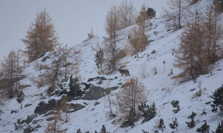 Sie sind mittlerweile sechs Monate alt und folgen den Eltern auf deren Streifzügen.