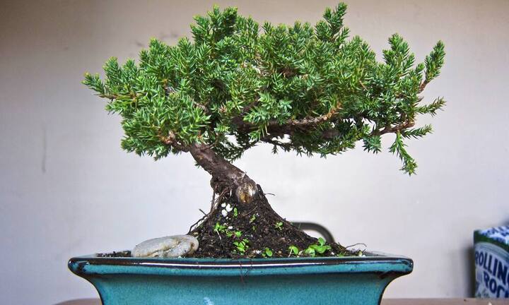Bonsai-BäumeDass Bonsais enorme Werte annehmen können, zeigte sich schon in den 70er Jahren: Damals wechselten einige der edlen Bäume im Miniaturformat für Millionenbeträge den Besitzer.