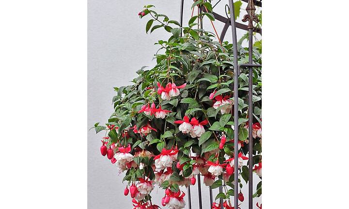 An der Giardina werden vielfältige Möglichkeiten, was Gefässe und Bepflanzung angeht päsentiert.