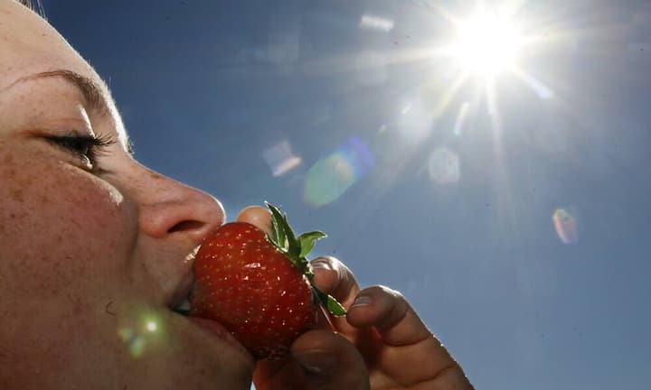Platz 4: Erdbeere
100 Gramm Erdbeeren enthalten 57 Milligramm Vitamin C und nur 32 kcal. Dank letzterem gilt die Beere als Schlanckmacher. Zudem wird ihr eine entzündungshemmende Wirkung nachgesagt und auch an Folsäure, Kalzium, Magnesium und Eisen mangelt es der Erdbeere nicht. (Bild: Keystone)