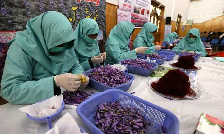 15'000 Franken kostet das Kilo Safran. Grund dafür ist die aufwändige Herstellung, denn für ein Kilo müssen 200'000 Blüten manuell geerntet werden. Und die Ernte ist erst der Anfang der zeit- und arbeitsintensiven Produktion des teuersten Gewürzes der Welt.