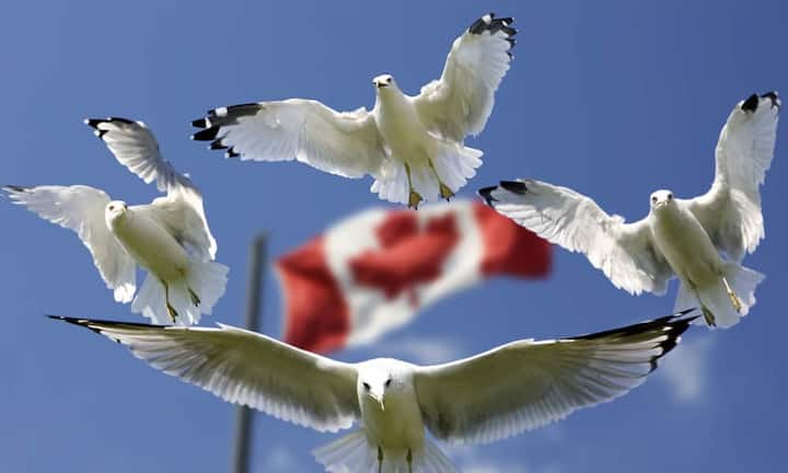 Rang 18: Kanada - 2,013 Billionen Euro Pexels