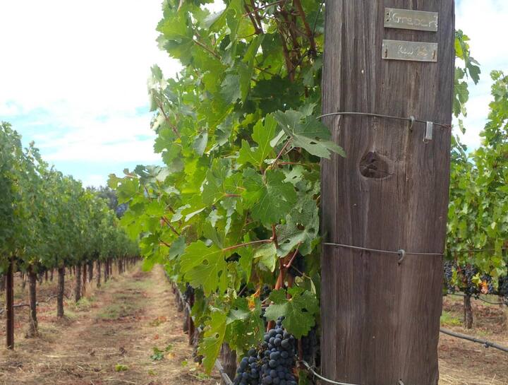 Blick auf die Gregor Greber gehörenden Weinberge.